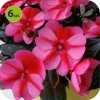 Sunpatiens różowy 6 szt.